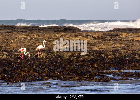 Zwei größere Flamingos, die in einer geschützten Bucht der Insel Halifax an der Küste Namibias auf der Suche sind, wobei Wellen im Hintergrund brechen Stockfoto