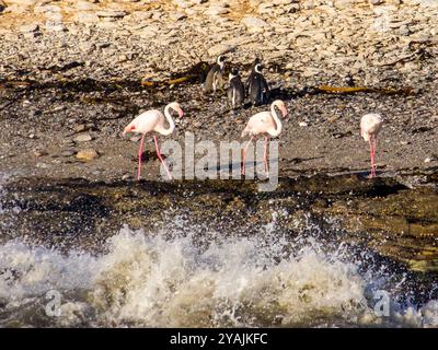 Große Flamingos, die am Ufer der Insel Halifax entlang laufen, mit Wellen im Vordergrund und afrikanischen Pinguinen im Hintergrund Stockfoto