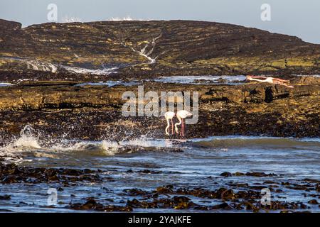 Große Flamingos, zwei Fütterung und einer im Flug entlang der Küste von Halifax Island an der Küste Namibias Stockfoto