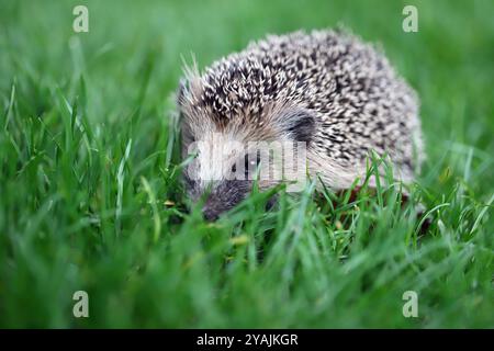 Ein junger Igel versteckt sich auf dem Rasen im Garten. Selektiver Fokus, unscharfer Hintergrund. Stockfoto