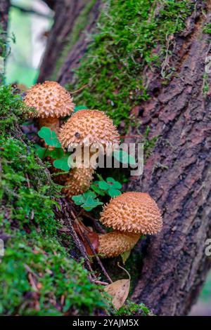 Pholiota squarrosa, allgemein bekannt als die shaggy scalycap Stockfoto