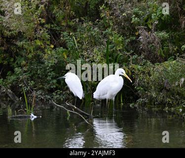 Zwei Reiher, ein großer Weißer und ein kleiner Egret zusammen an der Küste Stockfoto