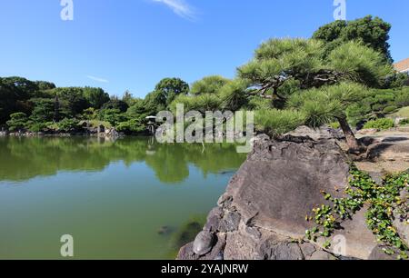 Sonnenbadschildkröte am Dai-Sensui-Teich im Kiyosumi-Garten, Tokio, Japan Stockfoto