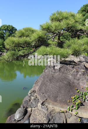 Sonnenbadschildkröte am Dai-Sensui-Teich im Kiyosumi-Garten, Tokio, Japan Stockfoto