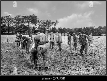 Deutsche Kriegsgefangene in der Normandie: Deutsche Kriegsgefangene arbeiten in der Landwirtschaft im Basisteil der Normandie, Frankreich. Datum 30. Mai 1945 nach der Befreiung der Normandie während des Zweiten Weltkriegs wurden viele deutsche Kriegsgefangene von den Alliierten gefangen genommen. Im Rahmen ihrer Inhaftierung wurde eine beträchtliche Anzahl dieser Kriegsgefangenen für die Arbeit auf Farmen im Basisteil der Normandie eingesetzt, einem Gebiet, das eine entscheidende logistische Rolle bei der Unterstützung der alliierten Operationen in Frankreich spielte. Stockfoto