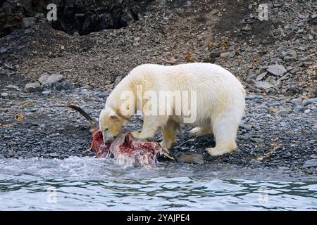 Eisbär mit Fatkragen (Ursus maritimus) mit Funkkragen / GPS-Tracker, der von einem Kadaver von Delfinen entlang der Spitzbergen isst Stockfoto