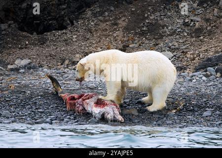 Eisbär mit Fatkragen (Ursus maritimus) mit Funkkragen / GPS-Tracker, der von einem Kadaver von Delfinen entlang der Spitzbergen isst Stockfoto