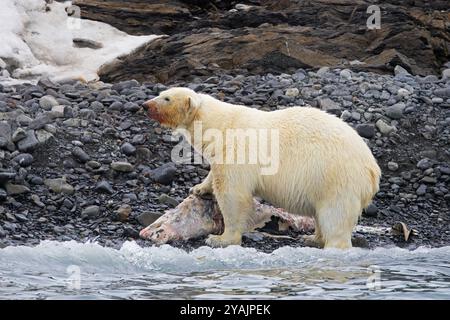 Eisbär mit Fatkragen (Ursus maritimus) mit Funkkragen / GPS-Tracker, der von einem Kadaver von Delfinen entlang der Spitzbergen isst Stockfoto