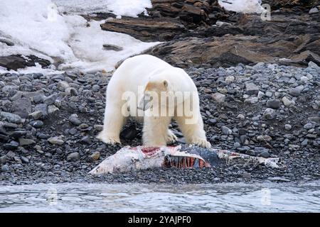 Einsamer Eisbär (Ursus maritimus), der im Sommer von Kadavern von Delfinen entlang der Svalbardküste isst, Spitzbergen, Norwegen Stockfoto