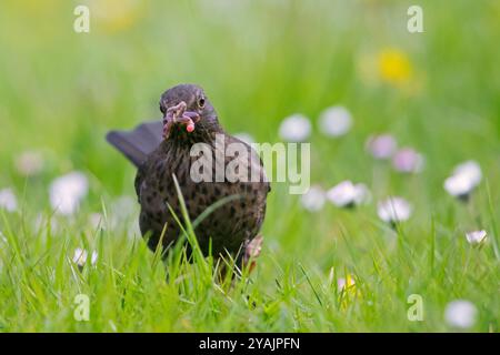 Amsel / Eurasische Amsel (Turdus merula) Weibchen auf der Suche im Gras / auf der Wiese mit gefangenem Wurm / Regenwurm im Schnabel Stockfoto