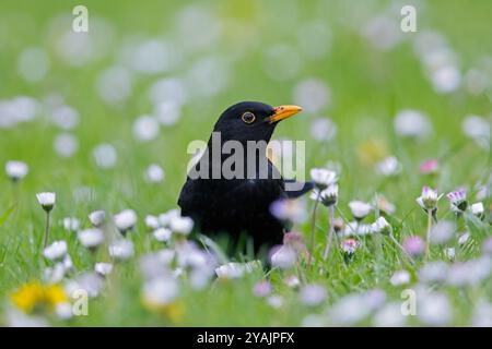 Amsel / Eurasische Amsel (Turdus merula), männlich auf der Suche nach Grasland/Wiese Stockfoto