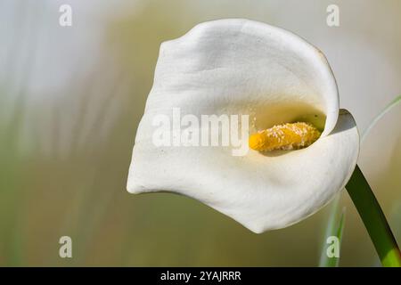 Blühende weiße Calla-Lilie mit gelber Zunge Stockfoto
