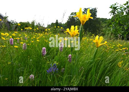 Rosafarbene Sommerblumen von Persicaria bistorta „Superba“ gelbe Iris und Butterblumen im britischen Wiesengarten Mai Stockfoto