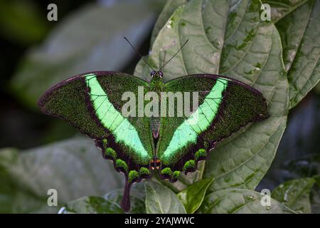 Gebänderter Pfau auf einem Baum, botanische Gärten von Montreal, Quebec, Kanada Stockfoto