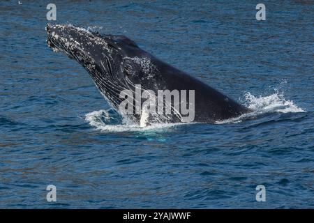 Buckelwal verletzen, Witless Bay Ecological Reserve, Neufundland, Kanada Stockfoto