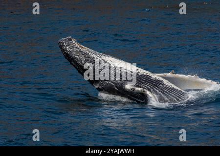 Buckelwal verletzen, Witless Bay Ecological Reserve, Neufundland, Kanada Stockfoto