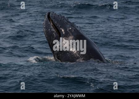 Buckelwal verletzen, Witless Bay Ecological Reserve, Neufundland, Kanada Stockfoto