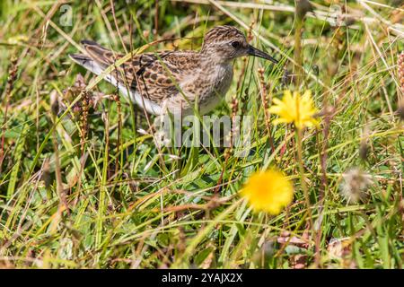 Der kleinste Sandpiper Calidris minutilla, der kleinste Küstenvogel, versteckt sich im Gras am Cape St. Mary's Neufundland, Kanada Stockfoto