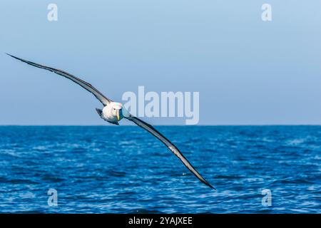 Nördlicher Königalbatros (Diomedea epomophora) im Flug Kaikoura, Südinsel, Neuseeland Stockfoto