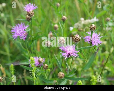 Die von Bienen und Hummeln bestäubte Kornblume mit ihren leuchtenden rosafarbenen Blütenblättern ist ein atemberaubendes Motiv für Naturfotografie Stockfoto