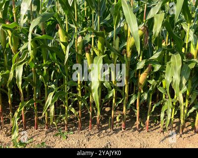 Maisfeld im Spätsommer, fast bereit zur Ernte, Somerset, Vereinigtes Königreich Stockfoto