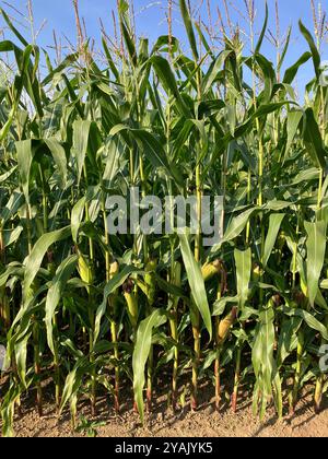 Maisfeld im Spätsommer, fast bereit zur Ernte, Somerset, Vereinigtes Königreich Stockfoto