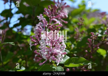 Syringa, oder Flieder in Blume im Garten, Nahaufnahme der Blüten Stockfoto