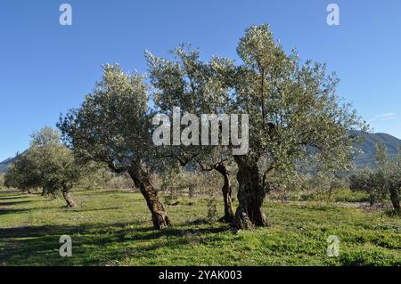 Der alte Olivenbaum, der in drei Teile geteilt wurde, befindet sich in einem Obstgarten in der Nähe von Balones, Provinz Alicante, Spanien Stockfoto