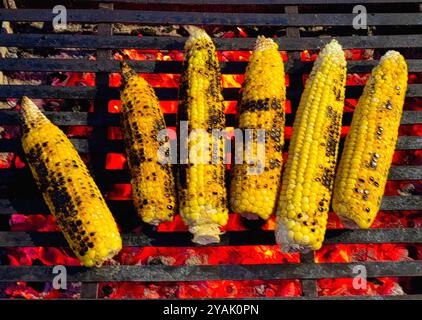 Gegrilltes Golden Corn Delight. Eine Nahansicht. Rote Hitze. Kohle. Stockfoto