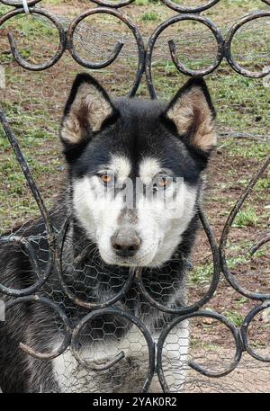 Porträt des niedlichen Guardian at the Forged Gate: Alaska Malamute und Sibirische Husky Mixed Breed Stockfoto