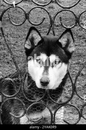 Porträt des niedlichen Guardian at the Forged Gate: Alaska Malamute und Sibirische Husky Mixed Breed Stockfoto