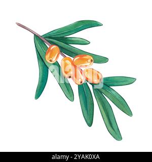 Sanddornzweig. Aquarell-handgezeichnete Illustration einer wilden Pflanze. Clipart auf weißem Hintergrund zum Thema Natur, Wald, Herbst. Für Th Stockfoto