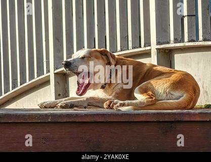 Weckruf – Gähnender brauner Streunenhund auf der Holzbrücke. Mischhund. Zentralasiatischer Schäferhund und anatolischer Schäferhund. Stockfoto