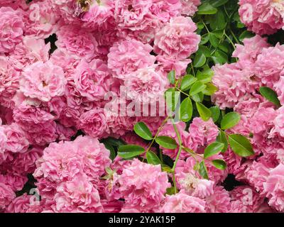 Nerium Oleander (Rosebay) Pink Flowers: Grüne Blätter und Nahaufnahme von Springtime Bloom, Natural Fence Design Stockfoto