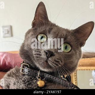 Eleganz in jedem Detail: Ein Nahaufnahme-Porträt einer russischen blauen Katze in einem gemütlichen Zuhause Stockfoto