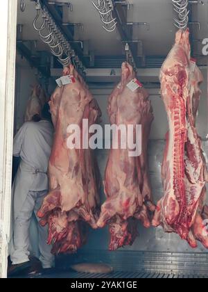 Metzger bei der Arbeit: Mann, der Schweinefleisch auf Haken im Fleischwagen handhabt. Stockfoto