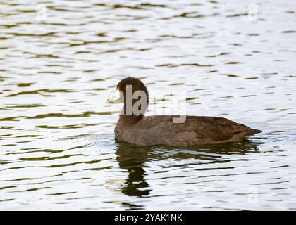 American Coot on Water in Muskoka im Herbst Stockfoto