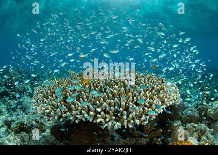 Blau-grüne Chromis, Chromis viridis, schweben in der Nähe einer schützenden Korallenkolonie auf einem Riff in Indonesien. Kleine Fische verwenden Korallen, um sich vor Raubtieren zu verstecken. Stockfoto