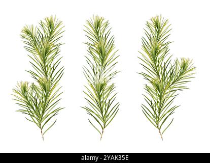 Ein Satz junger Zweige des Teebaumes (Melaleuca alternifolia), Collage. Zweige sind auf weißem Hintergrund isoliert. Stockfoto