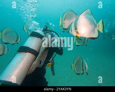 Schule von Platax Teira, Longfin Spadefish oder Fledermausfisch, und ein Taucher Puerto Galera, Philippinen. Das ist in der Mitte des Korallendreiecks Stockfoto