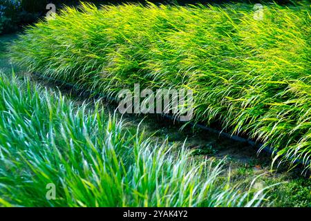 Japanisches Waldgras Hakonechloa macra Hakone Gras Grenzpfad Stockfoto