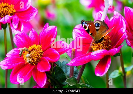 Dahlia König Artus Pfauenfalter Inachis io Aglais io Honigbiene Schmetterling Insekten Bienen füttern Stockfoto