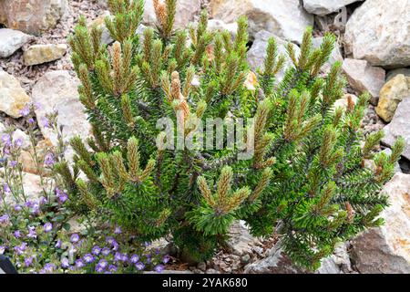 Alpine Rockery Rock Felsenfelsen Pinus mugo „Brevifolia Mini“ Mugo Mountain Pine Stockfoto