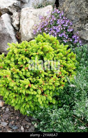 Picea abies Hoheinsteg Stockfoto