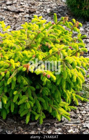 Picea abies 'Catherines Golden Heari' Norwegen Fichte Europäische Fichte Rockery Stockfoto