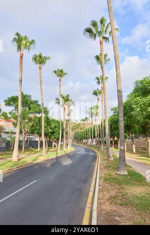 Vertikales Foto einer friedlichen Straße, die auf beiden Seiten von hohen Palmen gesäumt ist und sich bis in die Ferne erstreckt. Das üppige Grün steht im Kontrast zum klaren Himmel Stockfoto