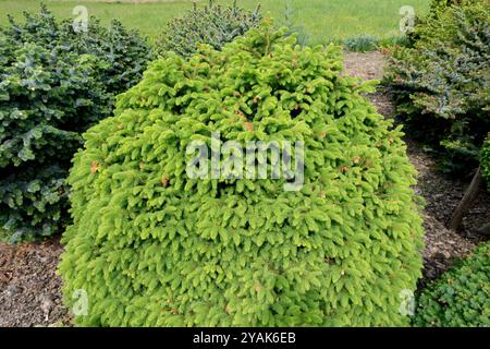 Picea abies „Brabant“ Kompakt-Kugelzwerg Norwegen Fichte Stockfoto