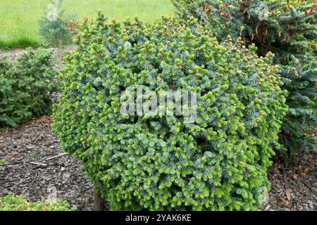 Picea sitchensis Pimoko Wachstumszwerg und regelmäßig kugelförmige, komprimierte Sitka-Fichte Stockfoto