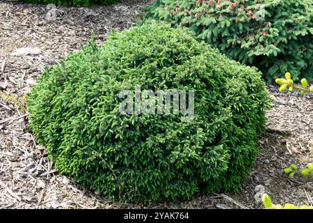 Schwarze Fichte Sumpffichte Fichte Picea mariana „Echiniformis glauca“ Stockfoto