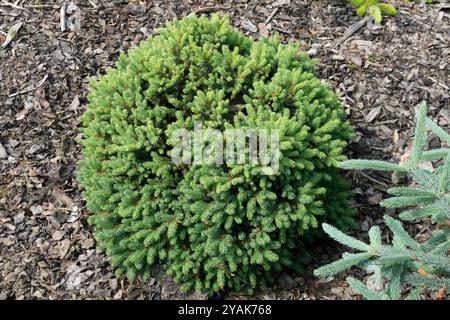 Schwarze Fichte Sumpffichte, Picea mariana „ARIJ“ Stockfoto